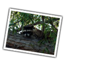 animal album picture