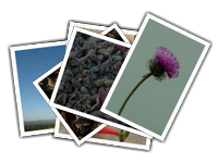 flower album picture