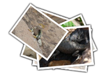 lizard album picture