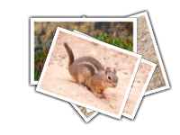 rodent album picture